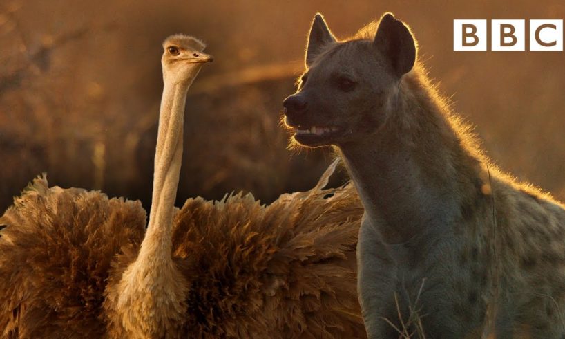 Zalika the Hyena FIGHTS an Ostrich | Serengeti - BBC