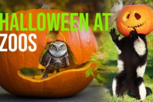 Zoo Animals Playing with Pumpkins (Halloween 2020)