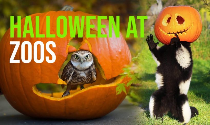 Zoo Animals Playing with Pumpkins (Halloween 2020)