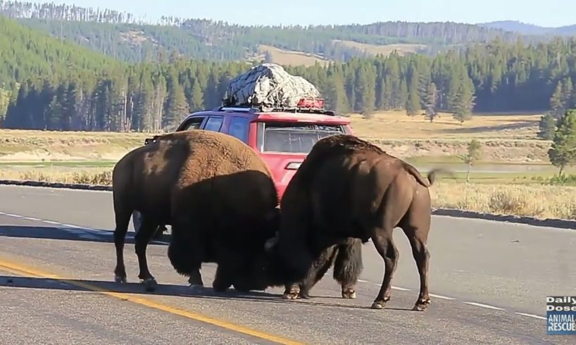 animal planet, animal fights, Animal Planet, animal rescue, animal planet full episodes,Animal plant