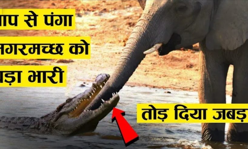animal planet, animal fights, wildlife, animal rescue, animal planet full episodes,Animal plant