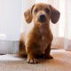 cute puppies/ pets/pure soul/ Rupesh kumar