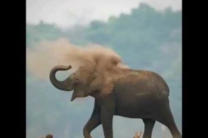 ||elephant play are sand||elephant||sand||#animals#short#youtubeshort
