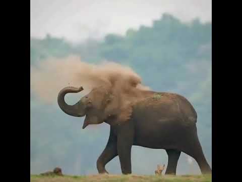 ||elephant play are sand||elephant||sand||#animals#short#youtubeshort