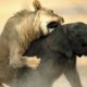 lion Vs Elephant || discovery || wildlife|| Animals Fights || Shorts ||