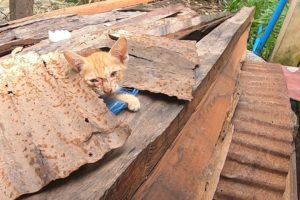 rescue sick kitten stuck with Plastic bag