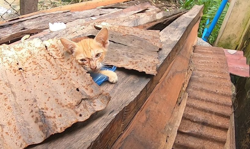 rescue sick kitten stuck with Plastic bag