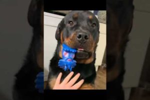 #shorts Rottweiler playing with toys | Cute pet Animals