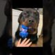 #shorts Rottweiler playing with toys | Cute pet Animals