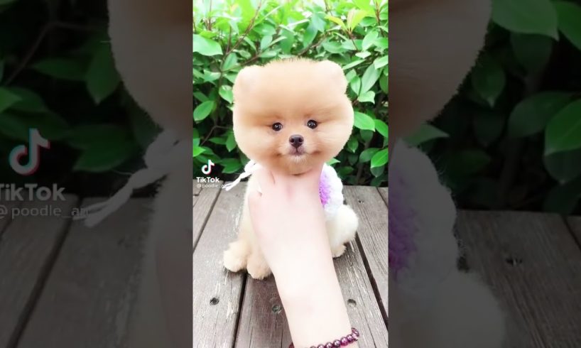 the world cutest dogs