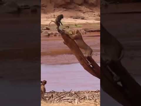 unbelievable ?|| wildlife || discovery || shorts || Animals fights ||