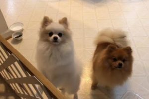 white cream cute puppy mini pomeranian barking- video#1 cutest puppies