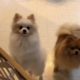 white cream cute puppy mini pomeranian barking- video#1 cutest puppies