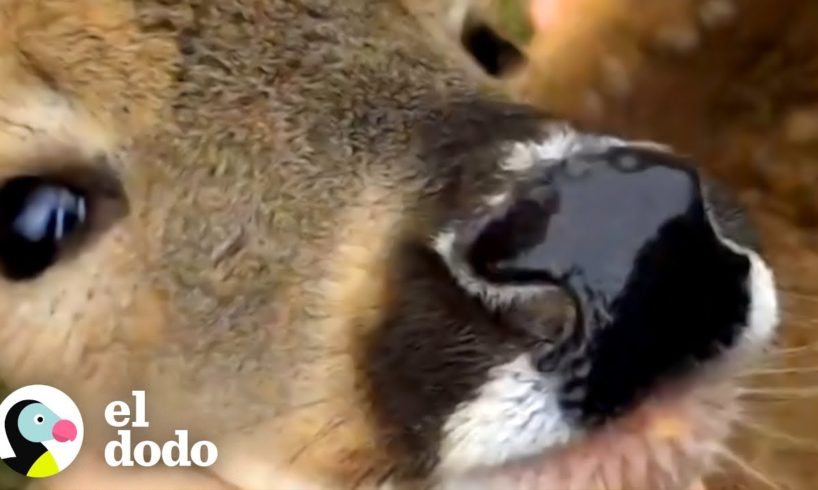 ¡Este venado visita a una mujer cada mañana! | Pequeño y Valiente | El Dodo