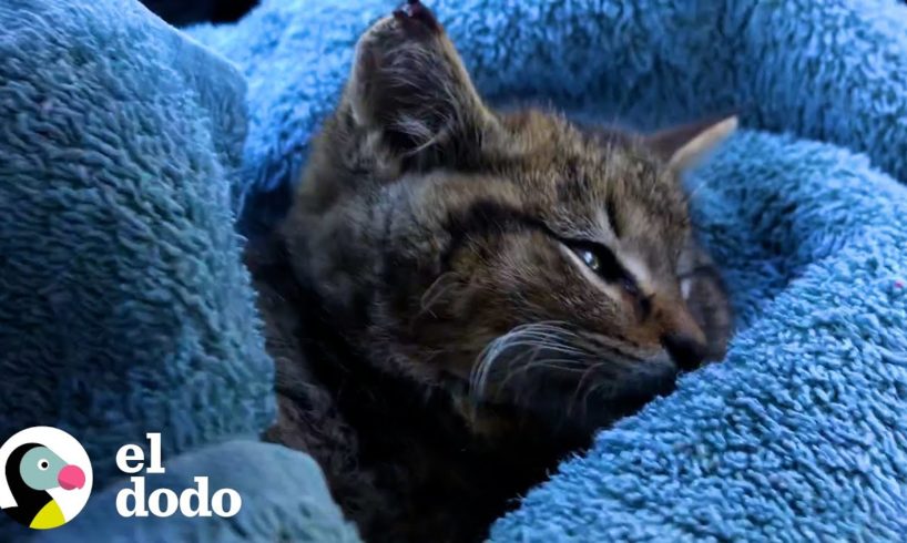 ¡Mujer encuentra a un gatito en una calle transitada! | El Dodo