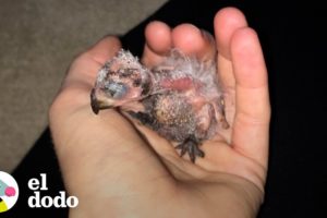¡Pajarito desplumado estaba atorado en el techo! | El Dodo