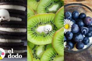 ¿Puedes encontrar a todos los perros en estas comidas? | El Dodo