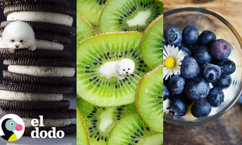¿Puedes encontrar a todos los perros en estas comidas? | El Dodo