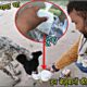 नाले में गिर गया था | Dog rescue |  donation | animal rescue | animal sounds | Aadi Animal Rescue