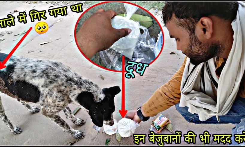 नाले में गिर गया था | Dog rescue |  donation | animal rescue | animal sounds | Aadi Animal Rescue