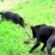 ᴴᴰ African Animals⭐Wild Animals fights to Death⭐Dog vs Cobra Snake-Extremely Fighting 2017
