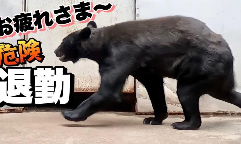 【閲覧注意】デンジャラスゾーンの動物達の退勤が衝撃的過ぎた！Dangerous animals leave