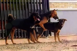 046  All Animal Breeds ! Best Dog Breeds Sweet Dogs Playing On Grass,dogs,dog breeds, German Shepper