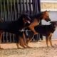 046  All Animal Breeds ! Best Dog Breeds Sweet Dogs Playing On Grass,dogs,dog breeds, German Shepper