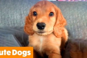 1 Hour of the Cutest Dogs | Funny Pet Videos