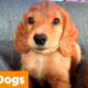 1 Hour of the Cutest Dogs | Funny Pet Videos