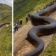 10 Biggest Snakes Ever Discovered