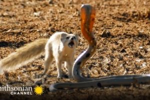 10 Craziest Animal Fights in the Animal Kingdom ? Lions, Hippos, Cobras! | Smithsonian Channel