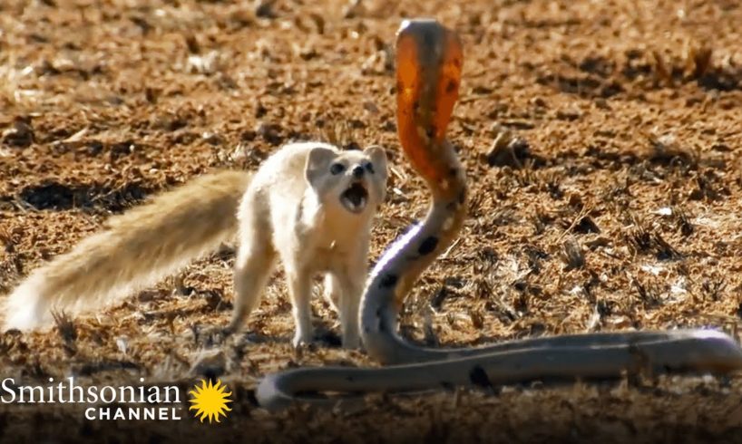 10 Craziest Animal Fights in the Animal Kingdom ? Lions, Hippos, Cobras! | Smithsonian Channel