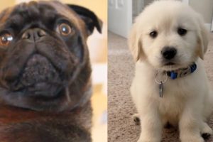 10 Cutest Dogs of YouTubers
