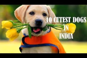 10 Cutest dogs in India