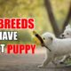 10 Dogs that have Cutest Puppies / Popular dog breeds