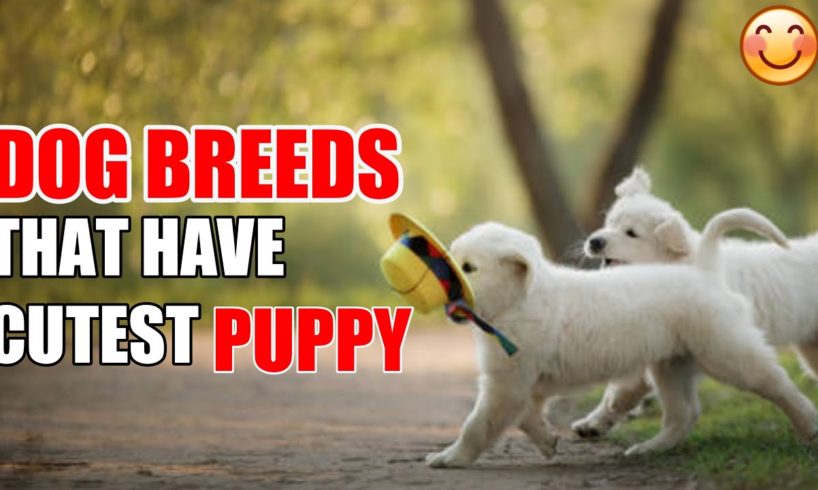 10 Dogs that have Cutest Puppies / Popular dog breeds
