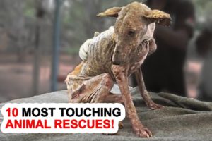 10 Most Touching Animal Rescues!
