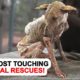 10 Most Touching Animal Rescues!