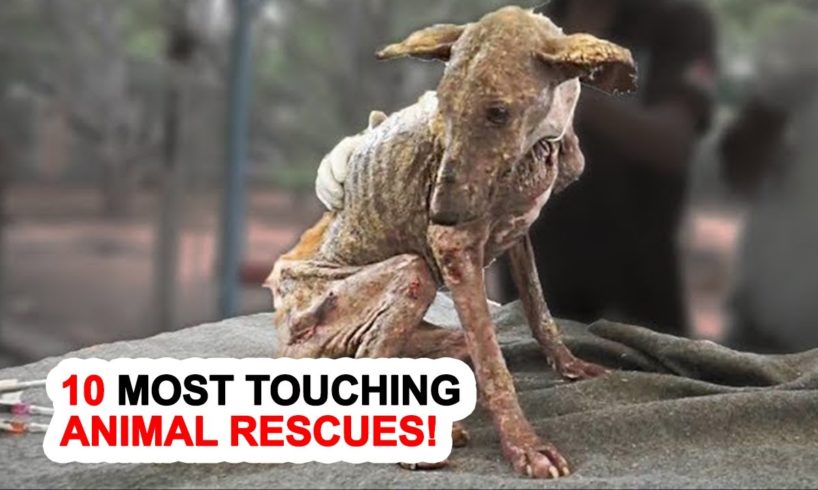 10 Most Touching Animal Rescues!