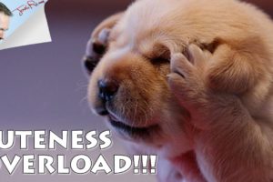 10 of the Cutest Dogs on the Internet (Awwww...)