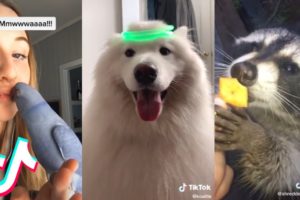 11 Minutes and 17 Seconds of the Cutest Pets on Tik Tok ?