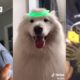 11 Minutes and 17 Seconds of the Cutest Pets on Tik Tok ?