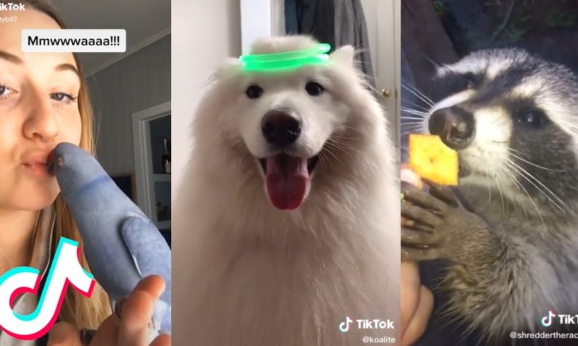 11 Minutes and 17 Seconds of the Cutest Pets on Tik Tok ?