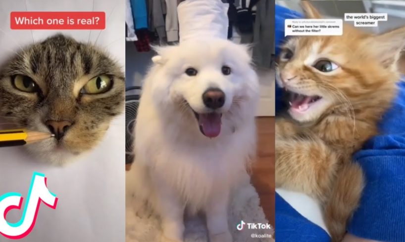 12 Minutes Straight of the Cutest Pets on Tik Tok ?