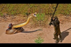 15 CRAZIEST ANIMAL FIGHTS CAUGHT ON CAMERA