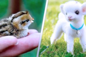 15 Cutest Pets You Can Legally Own