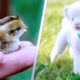 15 Cutest Pets You Can Legally Own