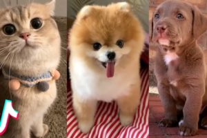 15 Minutes of the CUTEST Pets on TikTok  ❤️️?