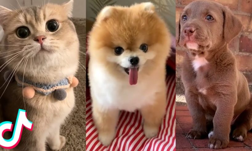 15 Minutes of the CUTEST Pets on TikTok ❤️️?